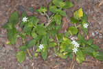 Tropical Mexican clover